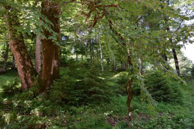 Yaz ormanında sık ağaçlar ve yeşil çimenler. Yeşil yapraklı arka plan. Ekosistem ve botanik