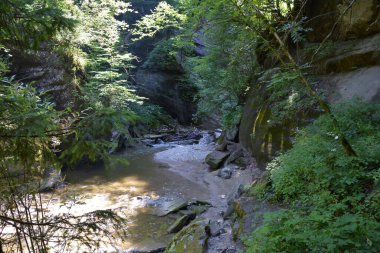 Ormandaki küçük bir nehrin ya da derenin resimli bir akışının görüntüsü. Su ağaçlar arasında taşların üzerinden akar. Doğal yaz geçmişi