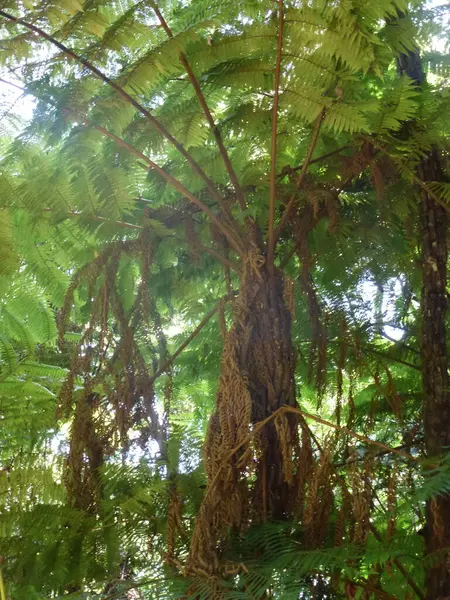 stock image Cyathea tree with a spreading green leafy crown. Bottom view. Ecosystem and botany