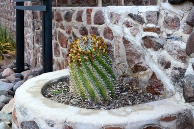 Büyük bir kaktüs, dekoratif bir çiçek tarhında taş duvarlı bir evin duvarında büyür. Konutun dekorasyonu ve dekorasyonu için.