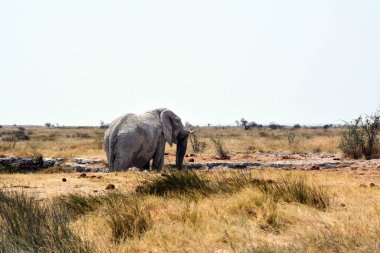 Savanadaki yaşlı bir fil Etosha Ulusal Parkı 'ndaki su birikintisine geldi. Dikiz aynası. Vahşi hayvanlar vahşi doğada