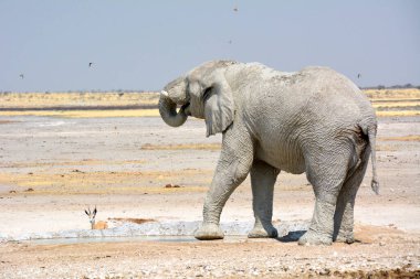 Savanadaki yaşlı bir fil Etosha Ulusal Parkı 'ndaki su birikintisine geldi. Bir antilop da görülebilir. Vahşi hayvanlar vahşi doğada