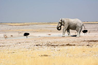 Bir fil, birkaç devekuşu ve bir antilop Etosha Ulusal Parkı 'ndaki bir su birikintisine geldi. Vahşi doğadaki vahşi hayvanlar. Kurak iklim ve ısınma