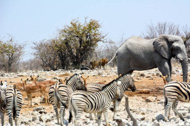 Zebralar, antiloplar ve bir fil Etosha Ulusal Parkı 'ndaki bir su birikintisinde. Arka planda bir aslan. Vahşi hayvanlar vahşi doğada