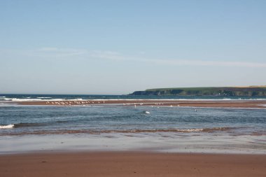 Düzinelerce deniz kuşu, martı, geniş deniz plajı boyunca yürür. Işık dalgaları geliyor. Mavi berrak gökyüzü altında doğal yaz turistik manzarası