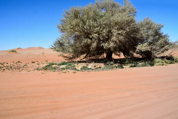 stock image A tree grows on the sand near a dirt road in the desert under a clear blue sky. Desert landscape