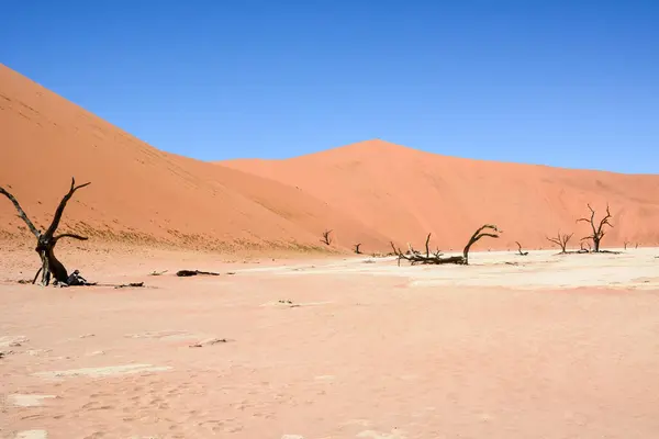 Stock image Dry trees without leaves on the sand in the desert against the background of sand dunes and blue clear sky. Dehydration and drought