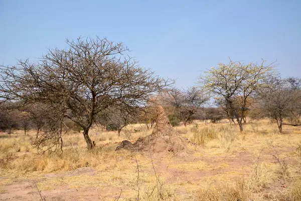 Stock image A large anthill under a tree in a desert area on yellowed grass under a clear sky. Desert landscape and wild area