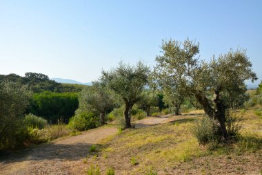 Açık mavi gökyüzünün altında bir zeytin koruluğu. Yaz doğal kır manzarası. Uzaktaki uzak dağlar