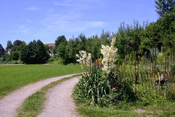 stock image Winding dirt road in the countryside near flower beds and fields. Summer natural landscape under clear blue sky