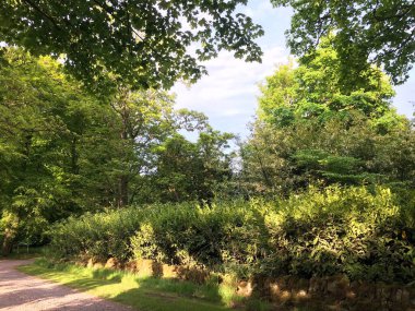 Yol kenarındaki yaz ormanının kalın yeşil çalılıklarının manzarası, üzerinde güneş dalların arasından parlıyor.