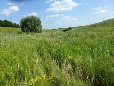 Düz olmayan bir yüzeye sahip bir arazi parlak mavi gökyüzünün altında uzun yeşil çimlerle kaplıdır. Kırsal yaz manzarası