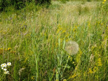 Yeşil çimen ve karahindiba tarlası. Yan görüş. Doğal yaz manzarası