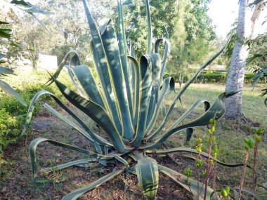 Bir yaz şehir parkında büyük bir agave bitkisi yetişir. Yaz doğal manzarası