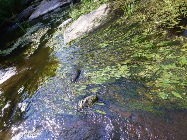 Yeşil yosunlar temiz nehir suyunda yetişir. Yukarıdan bak. Doğal manzara..