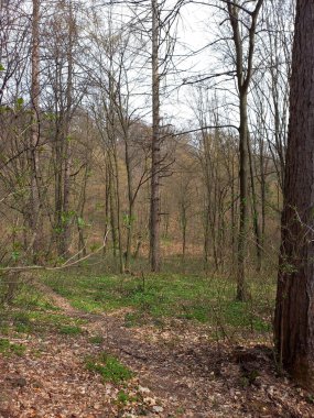 Yapraksız ağaçlar sonbahar parkında yetişir. Yerdeki bütün yapraklar kuru. Doğal manzara.