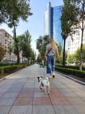 Sarışın bir kız çiçek tarlaları arasında Jack Russell köpeğiyle bulvarda yürüyor. Arka görünüm