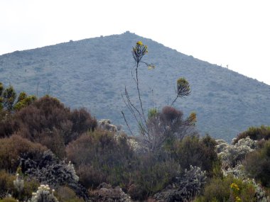 Tanzanya 'daki Kilimanjaro Dağı' nın zirvesi ve seyrek bitki ve çalılarla kaplı kayalık yamaçlar. Turist rotası ve doğa