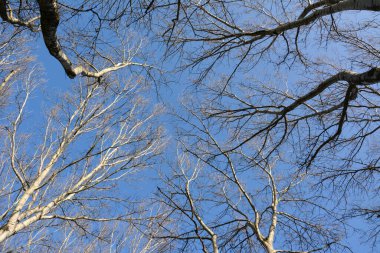 Sonbahar ağaçlarının yapraksız dalları ve gövdeleri berrak mavi gökyüzüne karşı. Doğal mevsimsel manzara