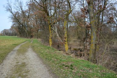 Ormanın ağaçlarının yakınındaki sonbahar kır yolunun manzarası. Resimli mevsimsel manzara