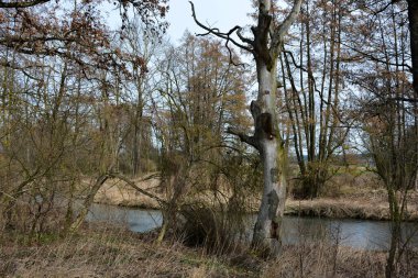 Sonbahar ormanında küçük bir nehir yapraksız kuru ağaçların yanında akar. Doğal manzara manzarası