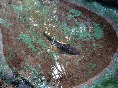 Bir mersin balığı parktaki dekoratif ev yapımı bir havuzun berrak sularında yüzer. Bozuk paralar havuzun dibine saçılmış.