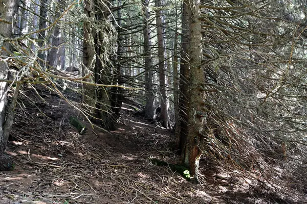 Uzun köknar ağaçları ve altında kuru dallar olan eski, sık bir orman. Güneş ağaçların arasından zor geçiyor.