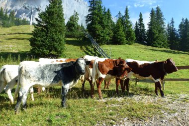 Bir kaç inek çitle çevrili bir ağılda duruyor dağların, ağaçların ve mavi gökyüzünün resimsel arka planına karşı.