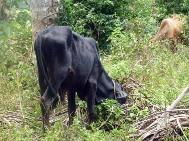İki inek uzun otların arasında yeşil bir çayırda otluyor. Çiftlik hayvanları ve manzara. Farklı renkte hayvanlar