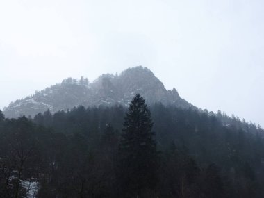 The view from below of the mountain range is covered with snow and dense forest. Fog and cloudy sky descended over the mountain clipart