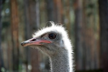 Parlak güneşin altında deve kuşunun başı. Yan görüş. Arkaplan bulanık