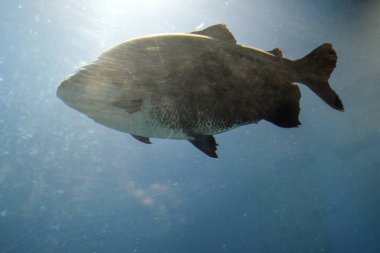 Büyük bir tatlı su balığı tambaqui bir akvaryumda yakın planda yüzer. Vahşi yaşam ve çevre