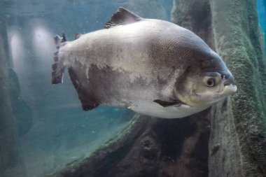 Büyük bir tatlı su balığı tambaqui bir akvaryumda yakın planda yüzer. Vahşi yaşam ve çevre