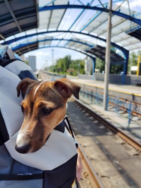 Jack Russell Terrier köpeği tren istasyonunda el ele tutuştu. Yakın çekim görüntüsü. Evcil hayvanlar hareket halinde. Bulanık arkaplan