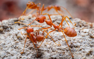 Formicidae familyasından kırmızı karıncalar veya Oecophylla smaragdina onları yapraklara sararak yuvalarını buldular. kırmızı karınca suratlı makro hayvan ya da böcek yaşamı