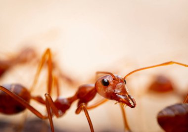Formicidae familyasından kırmızı karıncalar veya Oecophylla smaragdina onları yapraklara sararak yuvalarını buldular. kırmızı karınca suratlı makro hayvan ya da böcek yaşamı