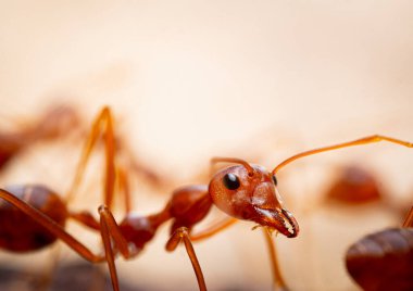 Red ants or Oecophylla smaragdina of the family Formicidae found their nests in nature by wrapping them in leaves. red ant face macro animal or insect life clipart