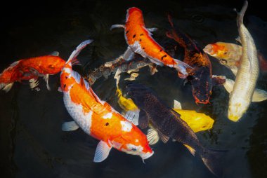 Japon koi balığı ya da Fancy Carp siyah gölet balık havuzunda yüzüyor. Rahatlamak için popüler hayvanlar ve feng shui anlamı. İnsanlar arasında popüler hayvanlar. Asyalılar iyi talih veya zen için büyütmeyi severler..
