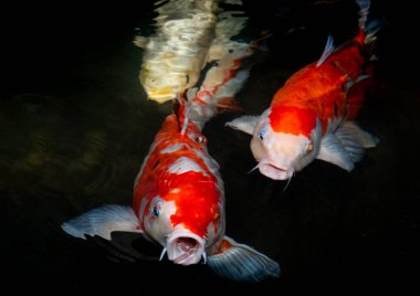 Japon koi balığı ya da Fancy Carp siyah gölet balık havuzunda yüzüyor. Rahatlamak için popüler hayvanlar ve feng shui anlamı. İnsanlar arasında popüler hayvanlar. Asyalılar iyi talih veya zen için büyütmeyi severler..