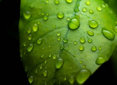 raindrops on fresh green leaves on a black background. Macro shot of water droplets on leaves. Waterdrop on green leaf after a rain.