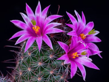 Mammillaria Benneckei, kanca dikenli bir kaktüs türü. Tüberküloz yayılımı var. Bir araya toplanıp grup oluşturun. Çiçekler pembe kaktüslerdir..