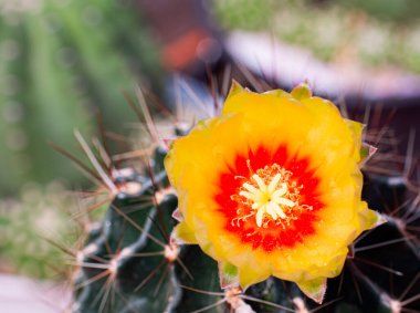 Çiçekler açıyor. Kaktüs, sarı, neredeyse turuncu, Hamoto Kaktüsü, yukarıdan parlayan, siyah bir arkaplanı çevreleyen uzun, kavisli bir bitkinin üzerinde çiçek açıyor..