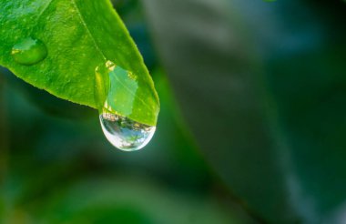 raindrops on fresh green leaves on a black background. Macro shot of water droplets on leaves. Waterdrop on green leaf after a rain.