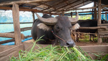 Büyük boynuzlu bizonlar Tayland çiftçilerinin evcil hayvanları. Pikapta taze çimen yiyorlar. Çiftçilerin sağladığı. Çiftçi hayatı evcil hayvanlarla saban sürmek geçmişte kaldı.