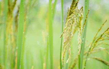 Yumuşak taneli bir yaprak pirinç buket olarak çıktı. Tarlalardaki tahılların yakın çekimleri pirinç yapraklarıyla bulanık bir zemin oluşturuyor. Tayland 'ın ana tarım ürünleri.