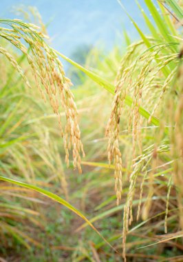 Yumuşak taneli bir yaprak pirinç buket olarak çıktı. Tarlalardaki tahılların yakın çekimleri pirinç yapraklarıyla bulanık bir zemin oluşturuyor. Tayland 'ın ana tarım ürünleri.