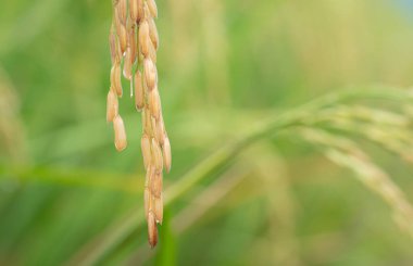 Yumuşak taneli bir yaprak pirinç buket olarak çıktı. Tarlalardaki tahılların yakın çekimleri pirinç yapraklarıyla bulanık bir zemin oluşturuyor. Tayland 'ın ana tarım ürünleri.
