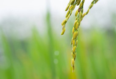 Yumuşak taneli bir yaprak pirinç buket olarak çıktı. Tarlalardaki tahılların yakın çekimleri pirinç yapraklarıyla bulanık bir zemin oluşturuyor. Tayland 'ın ana tarım ürünleri.