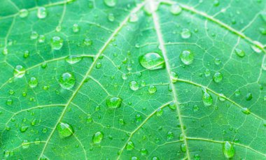 raindrops on fresh green leaves on a black background. Macro shot of water droplets on leaves. Waterdrop on green leaf after a rain.
