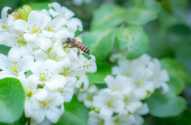 Murraya panikledi ya da adı Orang Jessamine, Çin Kutu Ağacı, Andaman Satinwood, Çin Ağacı.